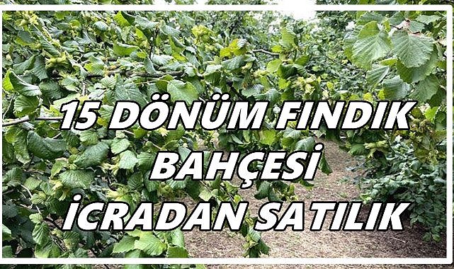 Salıpazarı’nda 15 dönüm fındık bahçesi icradan satışa çıkarıldı