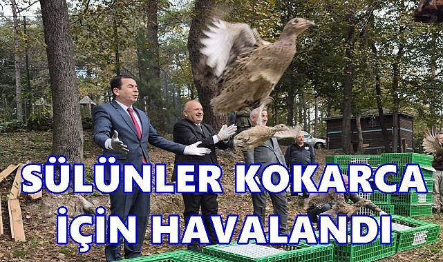 Sülünler Kahverengi Kokarcalar İçin Havalandı