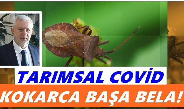 “Tarımsal Pandemi: Kahverengi Kokarca Karadeniz’i Tehdit Ediyor”