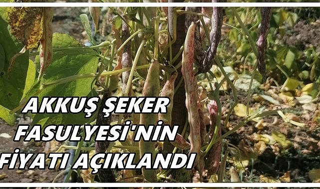 Tescilli Akkuş Şeker Fasulyesi’nin 2025 Fiyatı Belli Oldu
