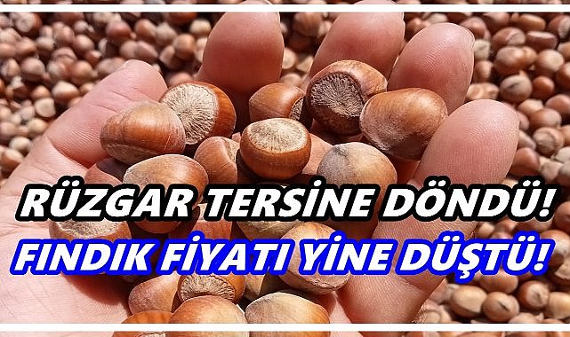 Tüccar Fındık Fiyatını Düşürdü! Fiyatlar bir günde 15 TL geriledi