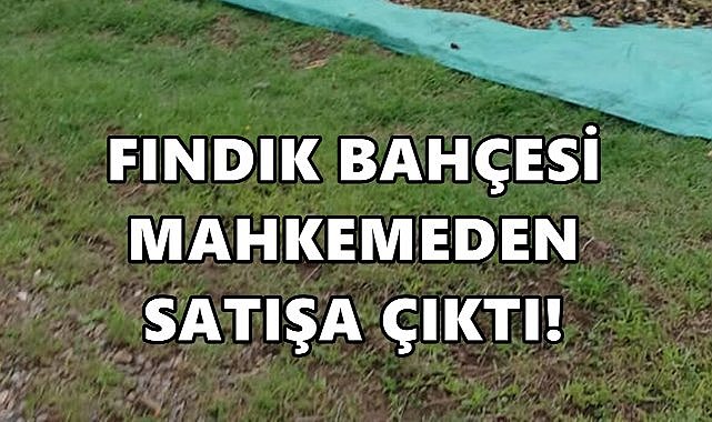 Ulubey’de Fındık Bahçesi Satışa Çıkarıldı