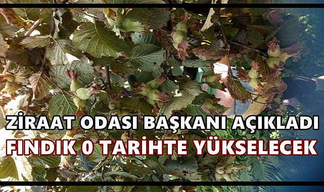 Ziraat Odası Başkanı fındık fiyatının yükseleceği tarihi açıkladı
