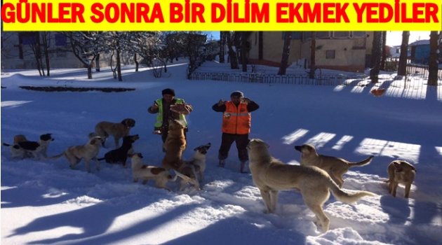 AÇ KALAN KÖPEKLERE EKMEK VERDİLER