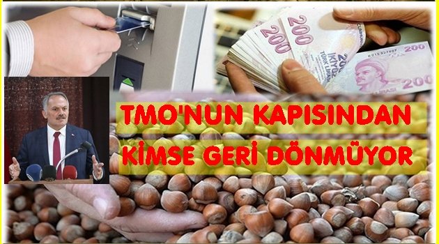 AKARSU: TMO TÜM FINDIKLARI ALACAKTIR