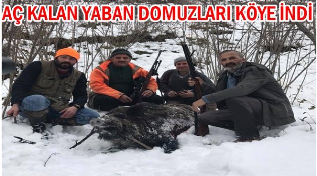 AVCILAR YABAN DOMUZLARINA KARŞI SİLAHLANDI