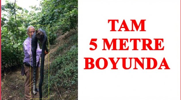 BÖYLESİ İLK KEZ ÖLDÜRÜLDÜ