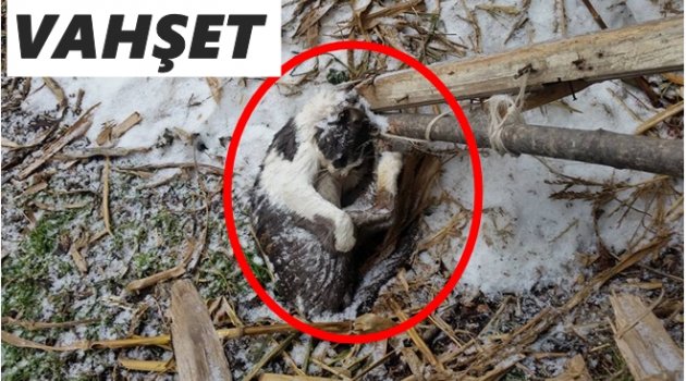 BUNU YAPAN İNSAN OLAMAZ!