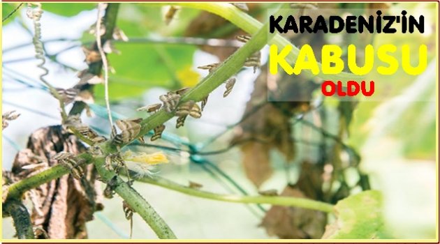 Doğu Karadeniz&#039;de büyük tehlike