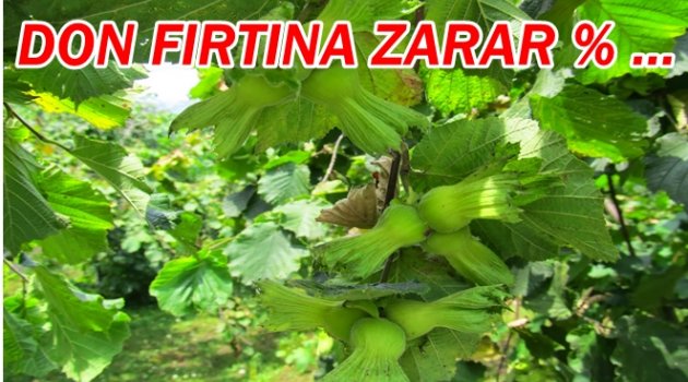 DON VE FIRTINADAN FINDIK NE KADAR ETKİLENDİ