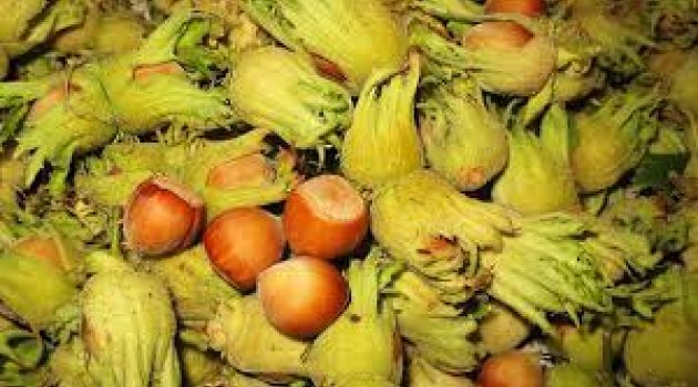 FINDIK 10&#039;A TAKILDI KALDI