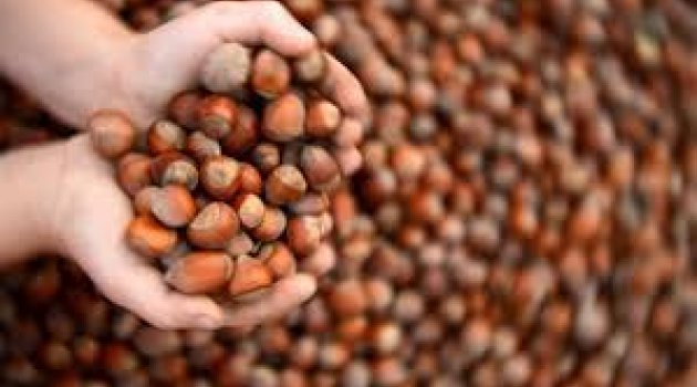 FINDIK FİYATLARI HIZLA DÜŞÜYOR