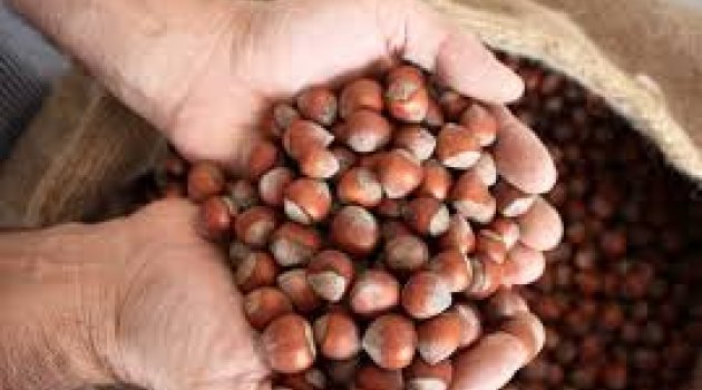 FINDIK FİYATLARI NEDEN DÜŞÜYOR