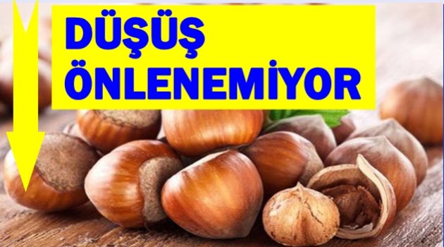 FINDIK FİYATLARI YİNE DÜŞTÜ