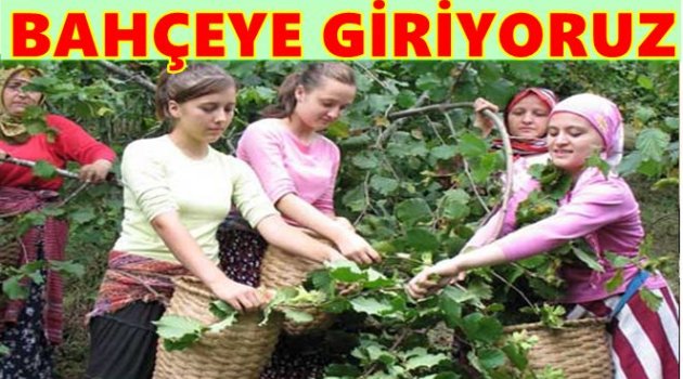 FINDIK HASAT TARİHLERİ BELLİ OLDU