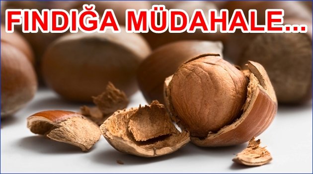 FINDIK İÇİN NE KARARLAR ALINDI