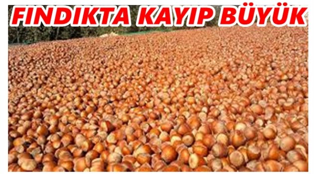 FINDIK İHRACAT RAKAMLARI SOS VERİYOR