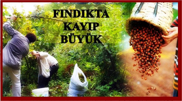 FINDIK İHRACATINDAN GELİR DÜŞTÜ