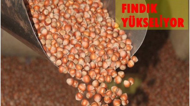 FINDIK PİYASASI HAREKETLENDİ