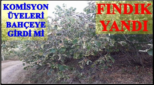 FINDIK TOPLAMA TARİHLERİ YENİDEN TESPİT EDİLSİN