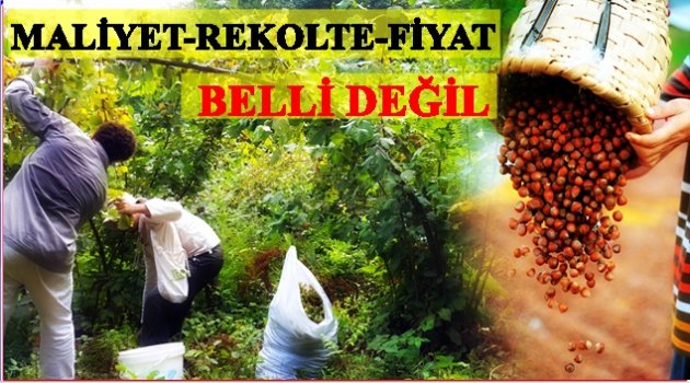 FINDIK ÜRETİCİSİ KENDİ BAŞININ ÇARESİNE BAKIYOR