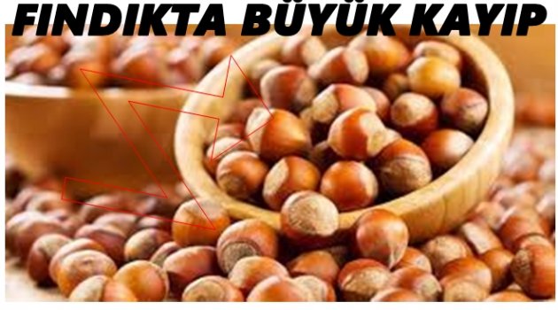 FINDIK YÜZ GÜLDÜRMÜYOR