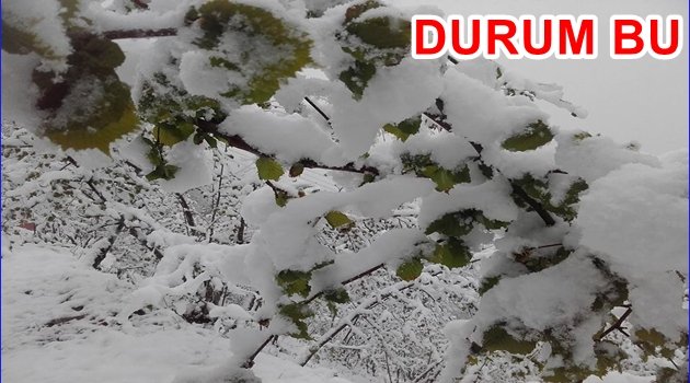 FINDIK ZARAR GÖRDÜ MÜ?