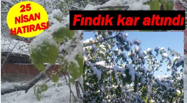 FINDIK ZARAR GÖRDÜ MÜ?