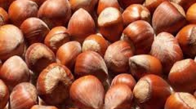 FINDIKTA BEKLENMEYEN DÜŞÜŞ!