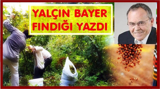 FINDIKTA BİR VARMIŞ BİR YOKMUŞ
