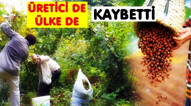 FINDIKTA HERKES KAYBETTİ