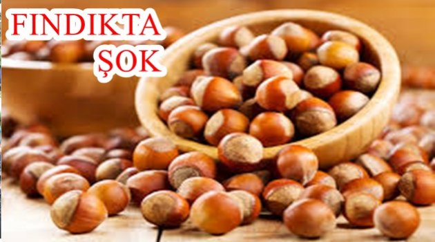 FINDIKTA İHRACAT GELİRLERİ SOS VERİYOR