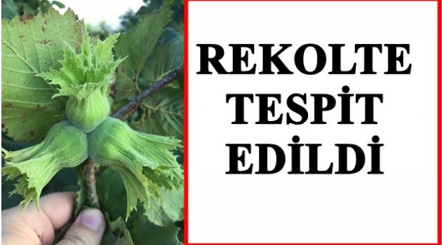 FINDIKTA REKOLTE NE KADAR OLDU?