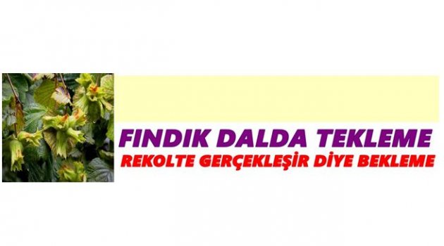 FINDIKTA ŞOK YAŞANIYOR