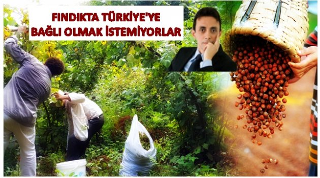 FINDIKTA YATIRIM SAVAŞI BAŞLADI