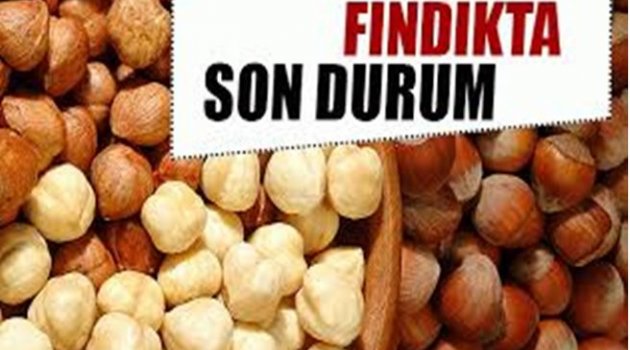 FINDIKTA YÜKSELİŞ SÜRÜYOR