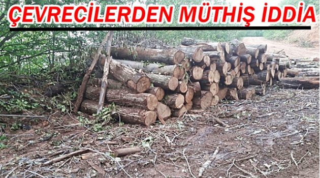 HASTALIKLI DİYE SAĞLAM AĞAÇLARI MI KESİYORLAR ?