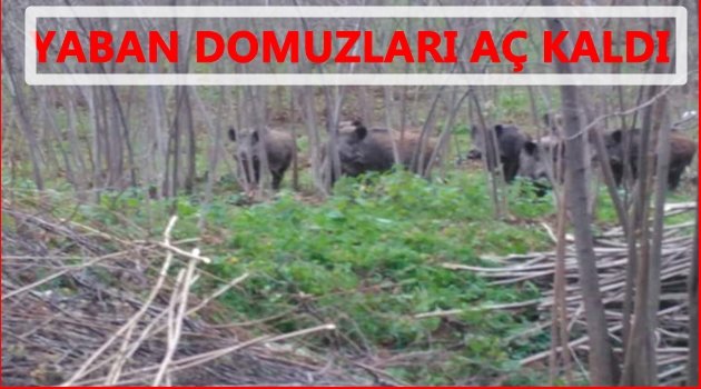 KAR YAĞIŞI YABAN HAYATI ETKİLEDİ