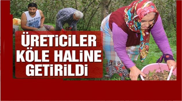 NEDİM TÜRKMEN&#039;DEN ÇOK ÇARPICI FINDIK ANALİZİ