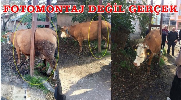 O İNEK ORAYA NASIL GİRDİ NASIL KURTULDU?