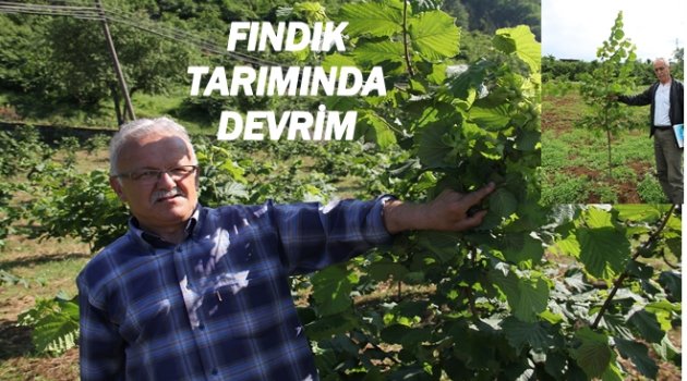 OCAK YERİNE TEK DAL