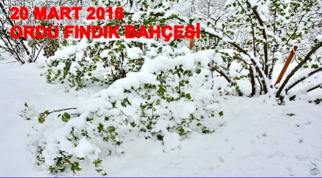 ORDU BAHARI KARLA KARŞILADI