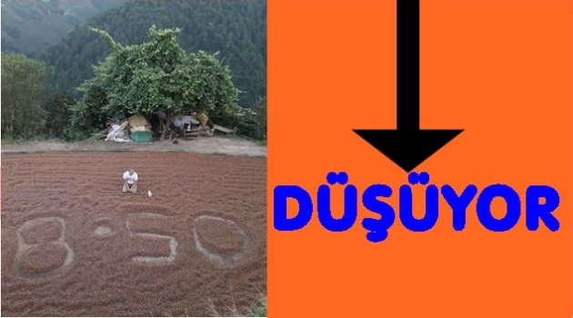 PİYASAYA FAZLA FINDIK İNDİKÇE FİYAT DÜŞÜYOR