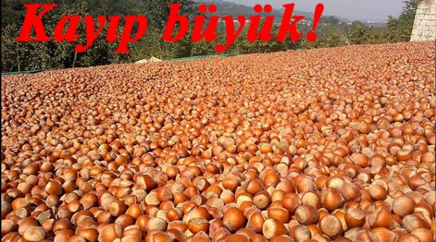 RAKAMLAR AÇIKLANDI FINDIKTA BÜYÜK KAYIP VAR