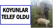 AÇ KALAN KURT KOYUNLARA SALDIRDI
