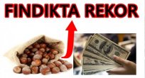 FINDIKTA TÜM ZAMANLARIN EN YÜKSEK DÖVİZ GİRDİSİ SAĞLANDI