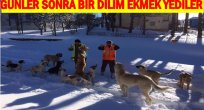 AÇ KALAN KÖPEKLERE EKMEK VERDİLER