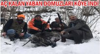 AVCILAR YABAN DOMUZLARINA KARŞI SİLAHLANDI