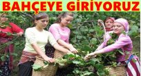 FINDIK HASAT TARİHLERİ BELLİ OLDU