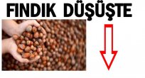 FINDIK SEZONUN EN DÜŞÜK FİYATINI GÖRDÜ